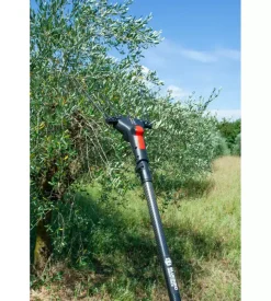 Abbacchiatore olive blue bird 