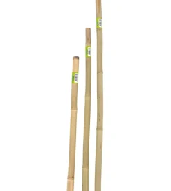 Canna bamboo piena h150cm 22/24 mm