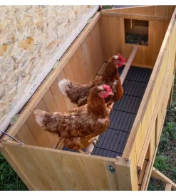 Casetta pollaio per galline in legno 