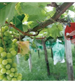 Forbice da potatura a batteria armour&danforth taglio 25 mm 2 batterie 20v 1,5 ah