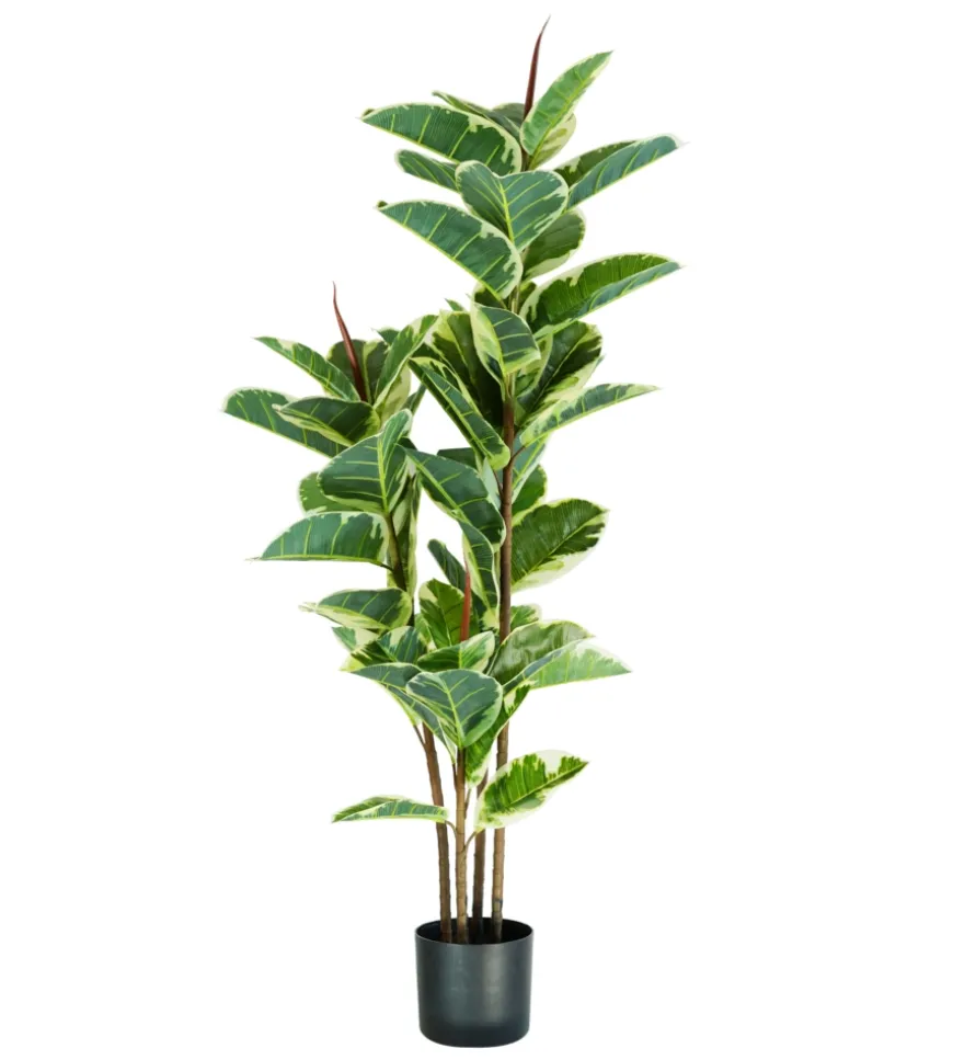 Pianta di ficus elastica in polietilene con 54 foglie, 145 cm
