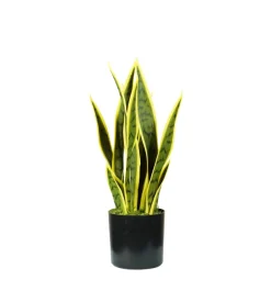 Pianta di sansevieria in polietilene con 12 foglie, 45 cm