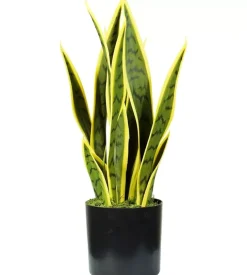 Pianta di sansevieria in polietilene con 12 foglie, 45 cm