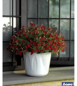 Portavaso mimosa d. 35 b.co