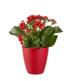 Portavaso paglia d. 14 rosso corallo