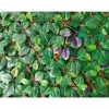 Recinzione artificiale espandibile eurogarden verde 90x180 cm