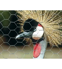 Rete esagonale metallica galvanex 19