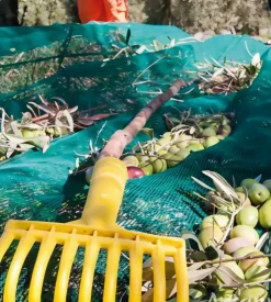 Rete olive antispina con lati rinforzati verde 3x50 metri