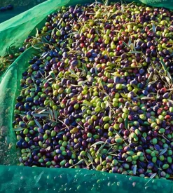 Rete olive con lati rinforzati e spacco verde 6x167 metri