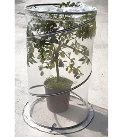 Serra per pianta verdemax "pop up citrus" 90x150 cm