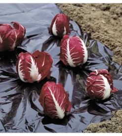 Telo pacciamatura 1.5x5m