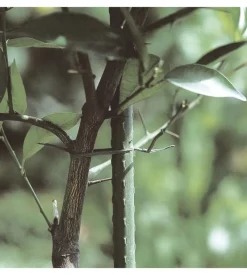 Tutore acciaio plastificato h120cm