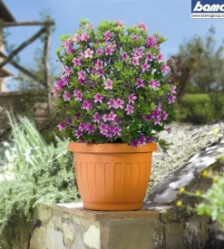 Vaso terra d. 15 terracotta